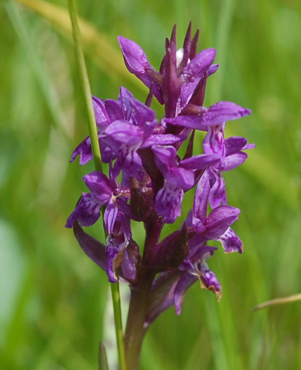 Breitblttrige Knabenkraut (Dactylorhiza majalis) Juni 09 Hoher Vogelsberg... 223
