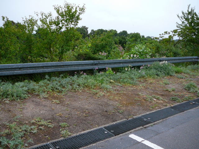 Breitblttrige Platterbse (Lathyrus latifolius Mai 2011 Besuch bei Wally u. Eckhard Saarburg u. Wicke in MA 048