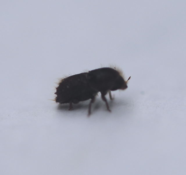 Buchdrucker Ips typographus Urlaub 2009 Herkules Sulen u. Benno-Hhle nikon 016