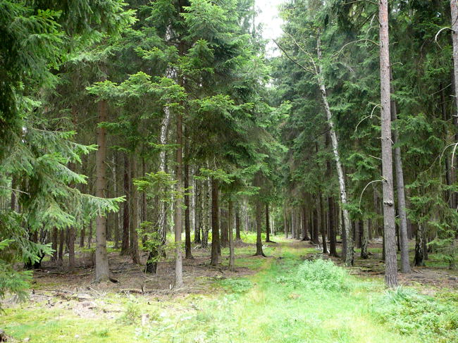 Buchdrucker Urlaub 2009 uhlstaedt 027