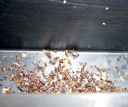 Buchdrucker Urlaub 2009 uhlstaedt 030