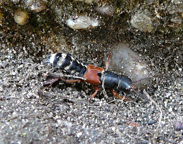 Bunter Kurzflügler (Platydracus cf. stercorarius) August 2010 Huett 088 Bunter Kurzflügler (Platydracus cf. stercorarius) August 2010 Huett 088