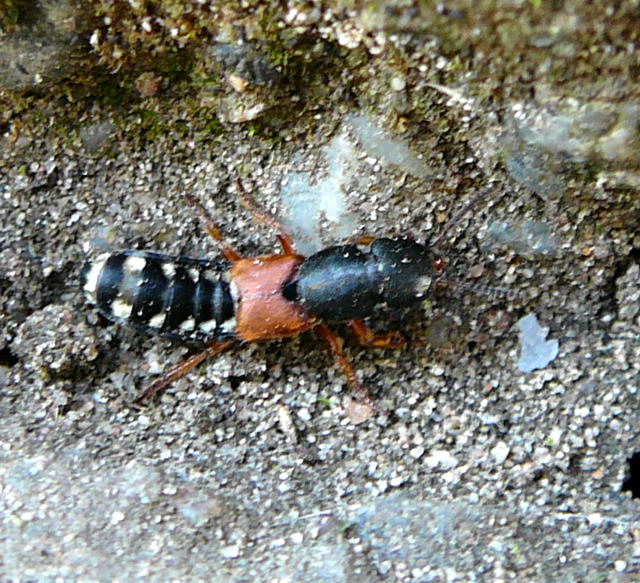 Bunter Kurzflügler (Platydracus cf. stercorarius) August 2010 Huett 091 Bunter Kurzflügler (Platydracus cf. stercorarius) August 2010 Huett 091