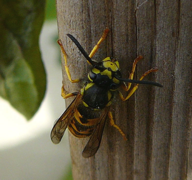 Deutsche Wespe Vespula germanica Okt 2010 Insekten Htt 010