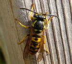 Deutsche Wespe Vespula germanica kl.