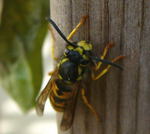 Deutsche Wespe Vespula germanica kl.1