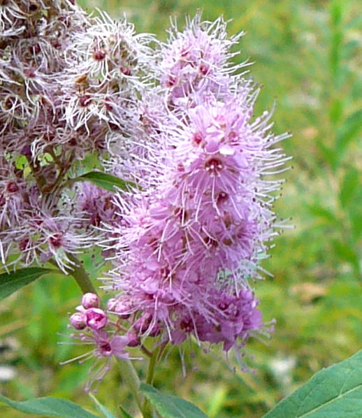Douglas-Spierstrauch (Spirea douglasii) Urlaub 2010 7.8.Lueneburger Heide 021a