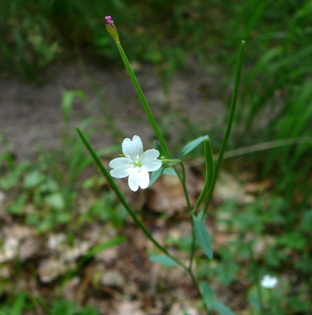 Drsiges Weidenrschen (Epilobium ciliatum) Juli 09 Viernheimer Wald 062