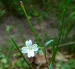 Drsiges Weidenrschen (Epilodium ciliatum) kl.