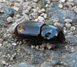 Dungkfer (Aphodius cf. granarius)  kl.