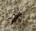 Dunkelschenkliger Kurzdeckenbock Molorchis minor kl.1