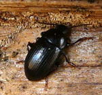 Dsterkfer Nalassus laevioctostriatus kl.