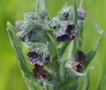 Echte Hundszunge Cynoglossum officinale 1 kl.