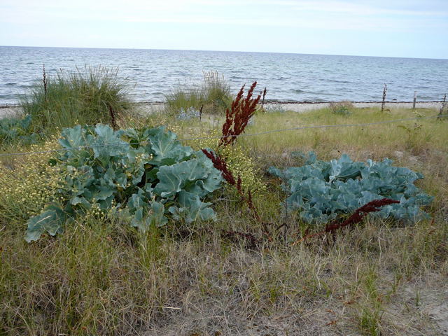 Echter Meerkohl (Crambe maritima)  Urlaub 2010 6.8.Fehmarn Ort u. Wallau, Ostseekueste 046