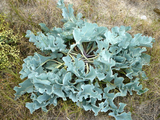 Echter Meerkohl (Crambe maritima)  Urlaub 2010 6.8.Fehmarn Ort u. Wallau, Ostseekueste 047