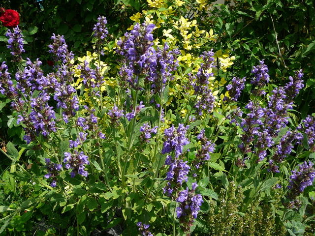 Echter Salbei Mai 2008 Htt