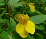 Echtes Springkraut  kl.