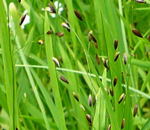 Einbltiges Perlgras kl.