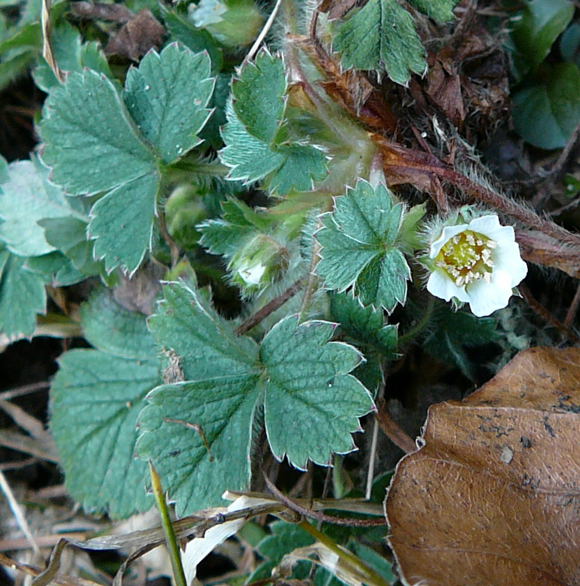 Erdbeer-Fingerkraut (Potentilla sterilis Februar 2011 Bombardier-Reise Wildhaus Schweiz 140