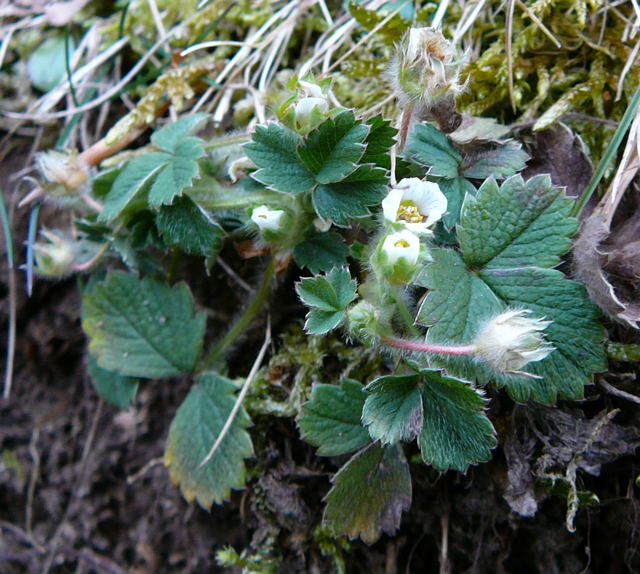 Erdbeer-Fingerkraut (Potentilla sterilis Februar 2011 Bombardier-Reise Wildhaus Schweiz 144
