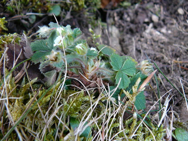 Erdbeer-Fingerkraut (Potentilla sterilis Februar 2011 Bombardier-Reise Wildhaus Schweiz 145