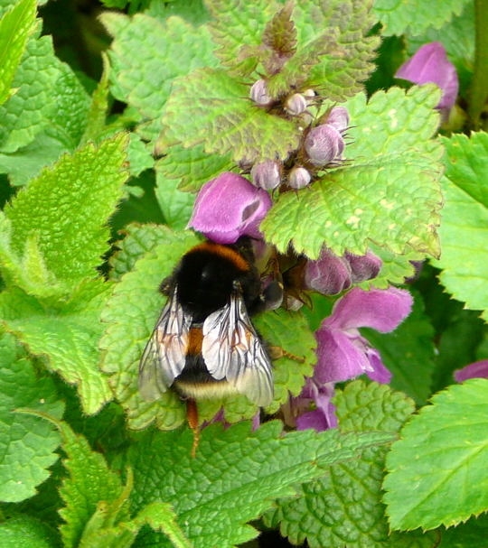 Erdhummel Bombus terrestris agg. April 2008 Wildblumen Httenfeld-Viernheimer Wald 080