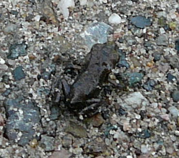 Erdkrte Jungtier Juni 2008 Httenfeld Libelle 009