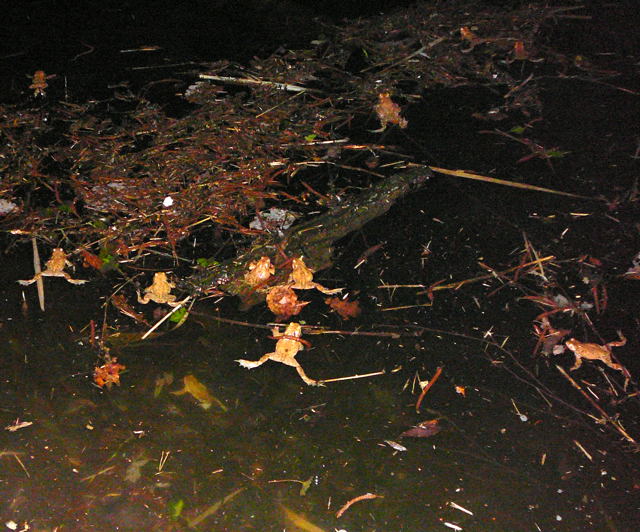 Erdkrte Mrz 2011 Amph.biotop, Holz Beckerschneise, Krten 111