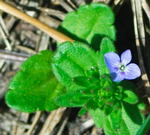 Feld-Ehrenpreis Veronica arvensis. kl.