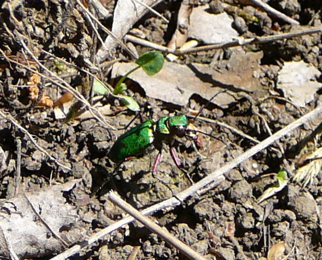 Feld-Sandlufer Cicindela campestris Juni 2010 Hungen NSG u. Ober-Ohmen Wiese 035
