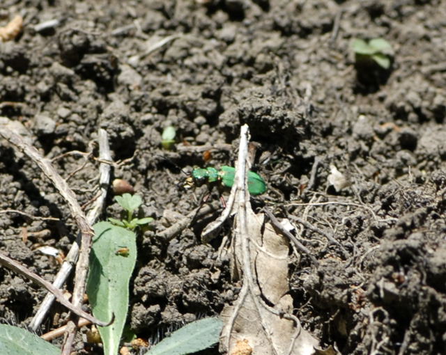 Feld-Sandlufer Cicindela campestris Juni 2010 Hungen NSG u. Ober-Ohmen Wiese NIKON 031