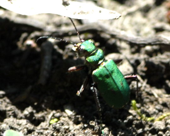 Feld-Sandlufer Cicindela campestris Juni 2010 Hungen NSG u. Ober-Ohmen Wiese NIKON 036