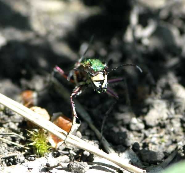 Feld-Sandlufer Cicindela campestris Juni 2010 Hungen NSG u. Ober-Ohmen Wiese NIKON 039