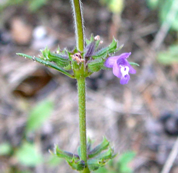 Feld-Steinquendel (Acinos arvensis) Sept 2010 Huett u. Viernheimer Glockenbuckel Insekten 071