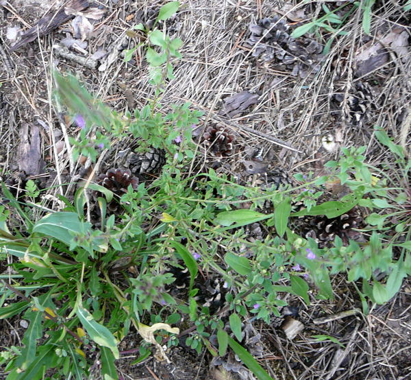 Feld-Steinquendel (Acinos arvensis) Sept 2010 Huett u. Viernheimer Glockenbuckel Insekten 072