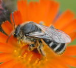 Furchenbiene Lasioglossum leucozonium kl.
