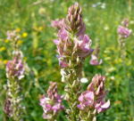 Futter-Esparsette kl. Futter-Esparsette kl.