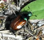 Gartenlaubkfer (Phyllopertha horticola) kl.