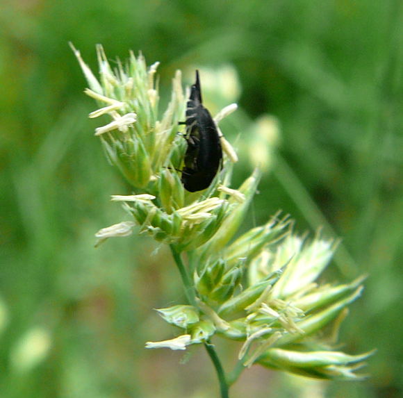 Gebänderte Stachelkäfer (Variimorda villosa)Mai 2011 Viernheimer Wald Wanzen, Insekten, Käfer, Falter 092 Gebänderte Stachelkäfer (Variimorda villosa)Mai 2011 Viernheimer Wald Wanzen, Insekten, Käfer, Falter 092
