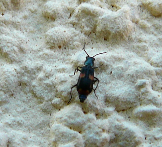 Gebänderter Warzenkäfer · Anthocomus fasciatus Mai 2010 Huett Schleuse und Garten 031 Gebänderter Warzenkäfer · Anthocomus fasciatus Mai 2010 Huett Schleuse und Garten 031