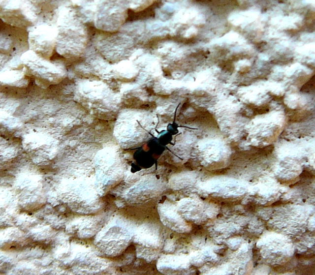 Gebänderter Warzenkäfer · Anthocomus fasciatus Mai 2010 Huett Schleuse und Garten 032 Gebänderter Warzenkäfer · Anthocomus fasciatus Mai 2010 Huett Schleuse und Garten 032