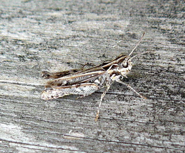 Gefleckte Keulenschrecke (Myrmeleotettix maculatus) Weibchen  Juli 2010 Radtour zu Viernheimer Glockenbuckel 125