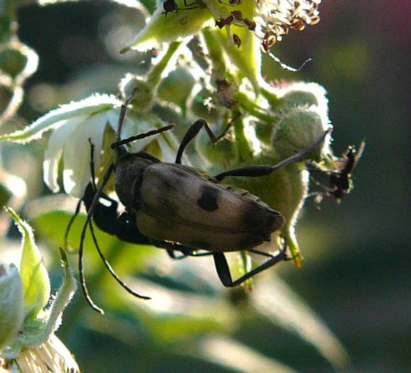 Gefleckter Blütenbock (Pachytodes cerambyciformis) Mai 2011 Viernheimer Wald Insekten 029 Gefleckter Blütenbock (Pachytodes cerambyciformis) Mai 2011 Viernheimer Wald Insekten 029