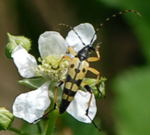 Gefleckter Schmalbockkfer kl.