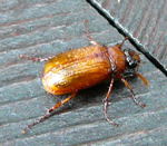 Gelbbrauner Laubkfer Serica brunnea kl.