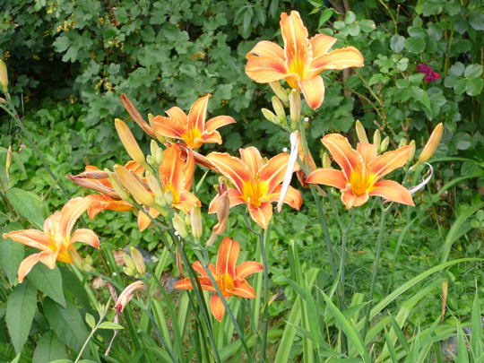 Gelbrote Taglilie (Hemerocallis fulva) Juni 2007