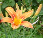 Gelbrote Taglilie kl.