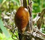 Gemeine Bernsteinschnecke kl.