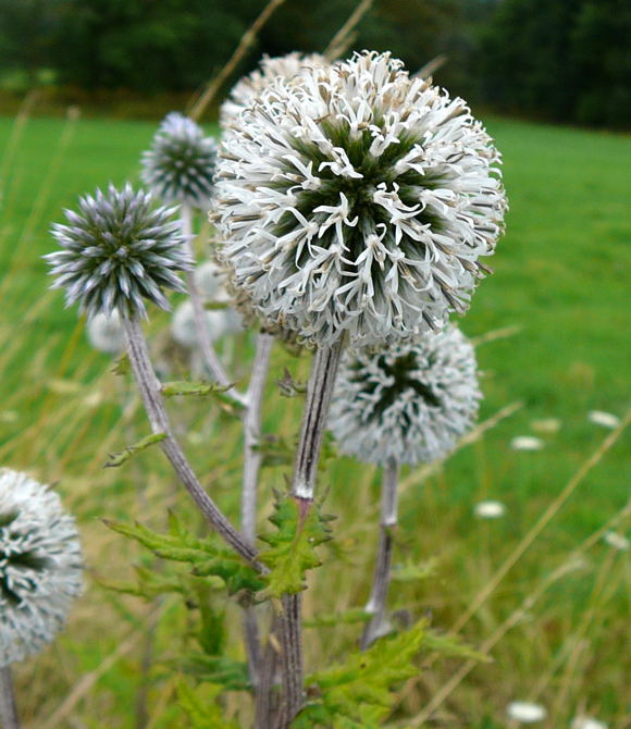 Gemeine Kugeldistel  Echinops sphaerocephalus Urlaub 2009 bad neustadt u. schiefergebirge thringen 019