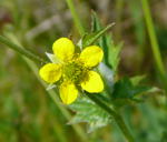 Gemeine Nelkenwurz kl.